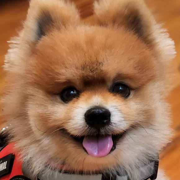 Meet your Posher, Leslie s - Picture 1 of 4